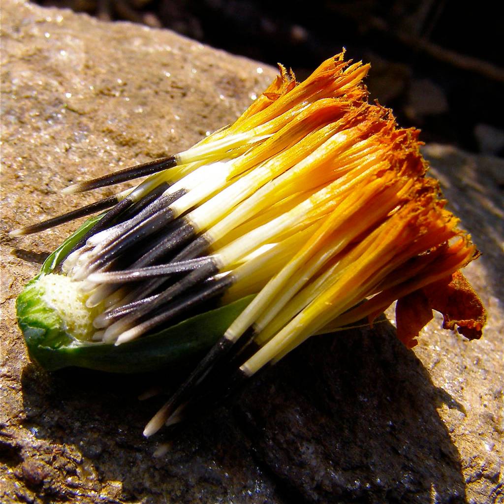 Melinda Stuart                                Marigold seeds may require tweezers to separate from debris when theyre collected in the fall.
