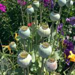 Collecting seeds from pollinator plants