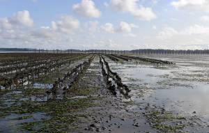 Louis Krauss | The Daily World                                This shot of oyster lines near Westport at low tide shows how the mud is loaded with burrowing shrimp, indicated by the small bumps. The barren area to the right was suitable for oyster growing before the shrimp took over.