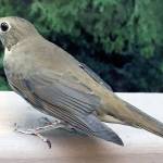 Grays Harbor Birds: Swainson’s Thrush (Catharus ustulatus)