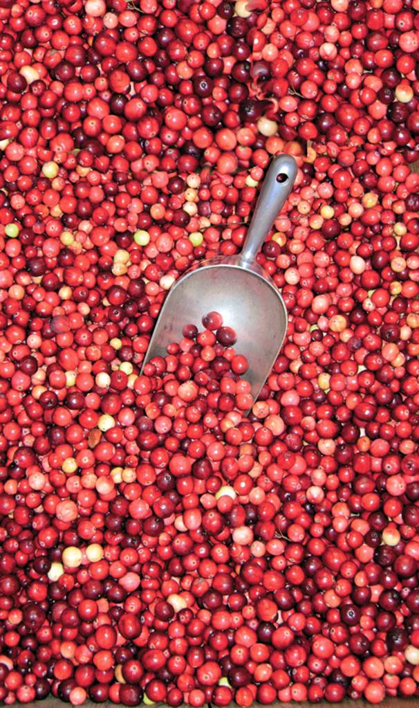 Cranberry Harvest Festival marks 25th year