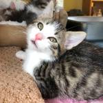 Adoptable Pet: Murphy