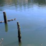 Kat Bryant | Grays Harbor News Group                                A noticeable sheen was emanating from sunken vessels on the Hoquiam River Wednesday afternoon. Department of Ecology spill response crews were on hand soon after the foul-smelling sheen was detected around 1 p.m.