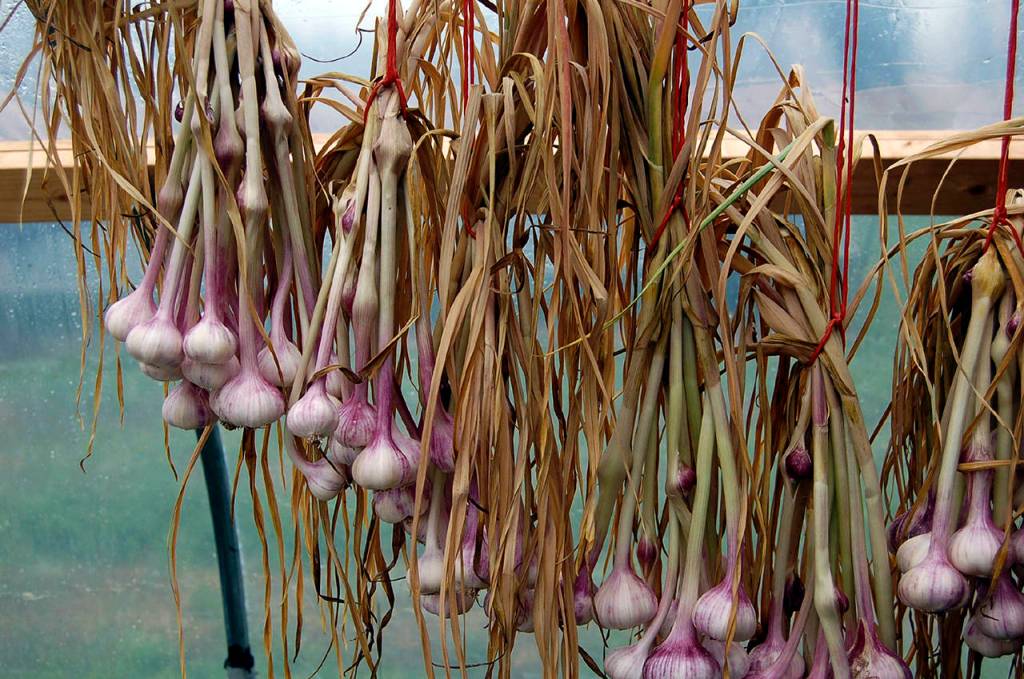 <strong>ABOVE:</strong> Garlic cloves are planted in the fall so they can grow through the cold of winter, producing a whole new garlic bulb in the spring. (Jennifer Dickert)                                <strong>RIGHT: </strong>The hollyhock is a biennial plant that, if planted from seed, will bloom in its second growing year, after a period of vernalization. (Natubico)