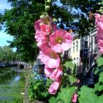 (Natubico) The hollyhock is a biennial plant that, if planted from seed, will bloom in its second growing year, after a period of vernalization.