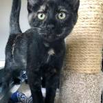 Adoptable Pet: Nebula