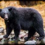 Black Bear, by Stuart May                                Specialty: Nature photography in color, B/W and infrared