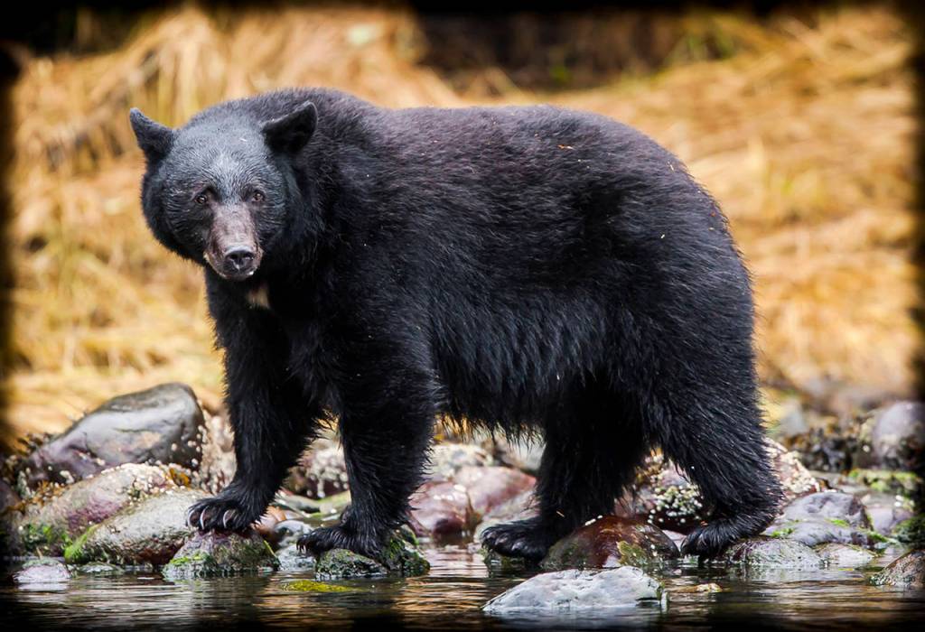 Black Bear, by Stuart May                                Specialty: Nature photography in color, B/W and infrared