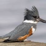 Grays Harbor Birds: Belted Kingfisher (Megaceryle alcyon)
