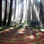 Creating a sanctuary: Breathing peace into this challenged world