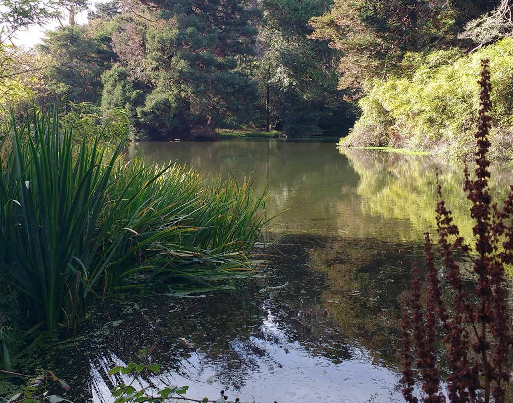 (Beth Day Waters) A pond in San Franciscos Golden Gate Park.