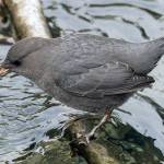 Grays Harbor Birds: American Dipper (Cinclus mexicanus)