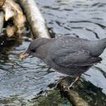 Photo by Gregg Thompson