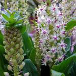 (T. Voekler) Eucomis flowers may be white, pink, lavender, peach or light yellow.