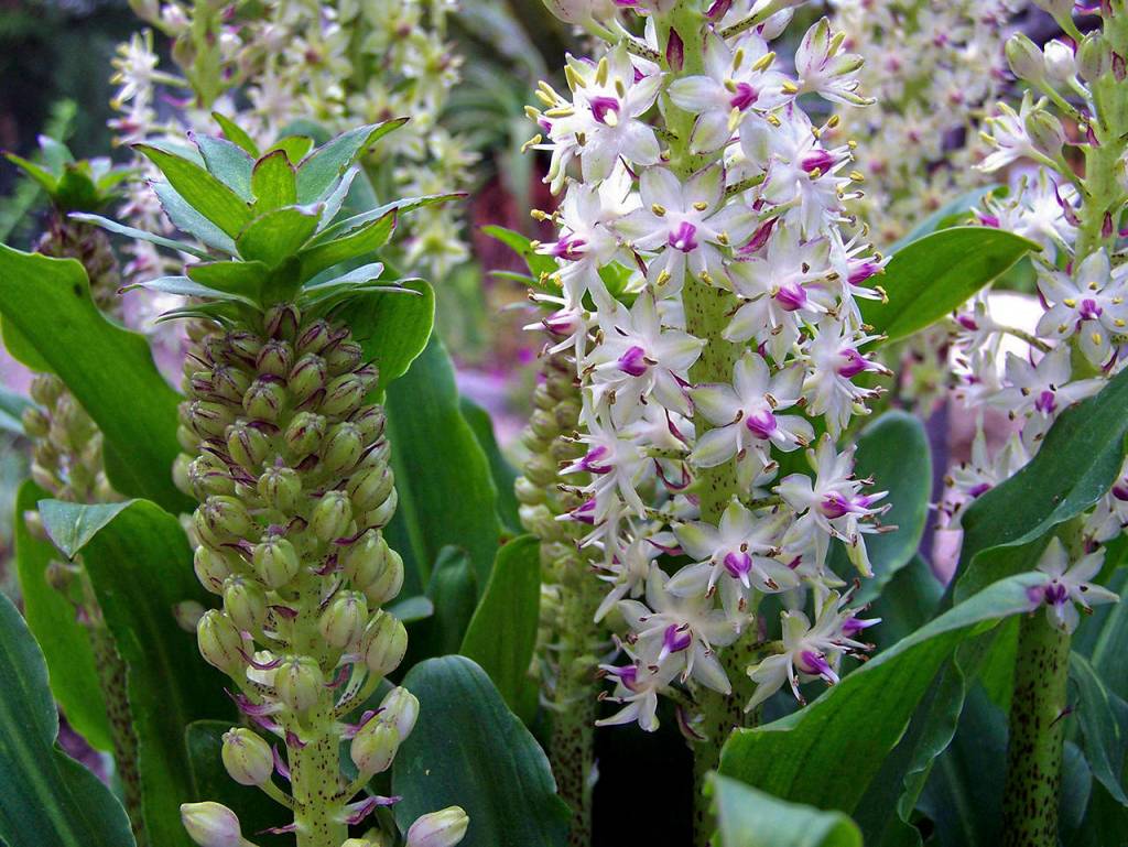 (T. Voekler) Eucomis flowers may be white, pink, lavender, peach or light yellow.