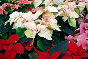 Master Gardeners to demonstrate care of holiday plants