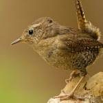 Grays Harbor Birds: Pacific Wren (Troglodytes pacificus)