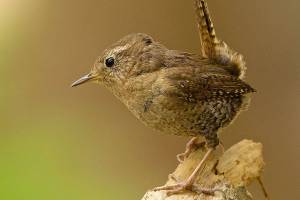 Grays Harbor Birds: Pacific Wren (Troglodytes pacificus)