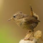 Photo by Gregg Thompson