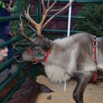 (Louis Krauss | Grays Harbor News Group)                                Taehler Vaughn stares at a reindeer at the Tesla charging lot in Aberdeen.