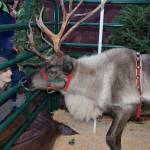 (Louis Krauss | Grays Harbor News Group)                                Taehler Vaughn stares at a reindeer at the Tesla charging lot in Aberdeen on Friday.
