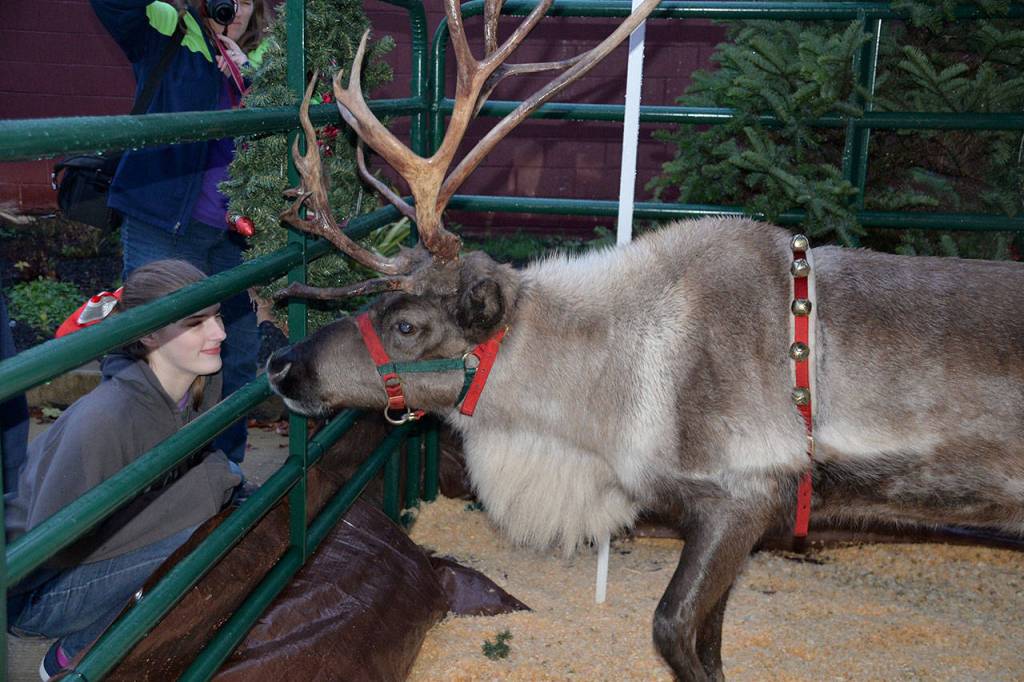 (Louis Krauss | Grays Harbor News Group)                                Taehler Vaughn stares at a reindeer at the Tesla charging lot in Aberdeen on Friday.