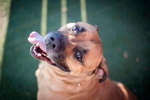 Adoptable Pet: Max