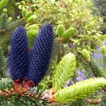 The bright lime-green candles on this spruce tree stand in sharp contrast to its dark new cones.