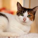 Adoptable Pet: Luci