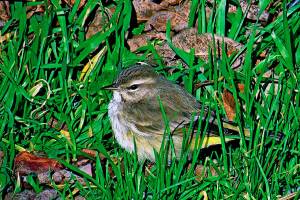 Grays Harbor Birds: Palm Warbler (Dendroica palmarum)