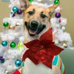 Adoptable Pet: Isabelle