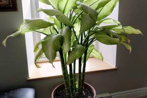 Growing house plants for year-round pleasure
