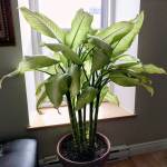 AJ West                                Overwatering is a common problem with many houseplants, and Dieffenbachia is no exception. Its commonly known as dumb cane because ingestion of the sap or leaves causes severe swelling of the tongue and vocal cords. Plant in well-draining soil and water it lightly, keeping the soil consistently moist, but not soggy. Check the soil to make sure it is dry an inch down before watering the plant. Dieffenbachia does better in a low light environment. Too much sun can cause the leaves to burn.