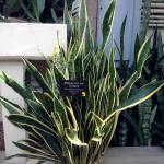 Victor Grigas                                The mother-in-laws tongue (one of many Sansevierias) is tough to kill and can go for a month without water. The leaves are typically tall and stiff, earning it the other nickname snake plant.