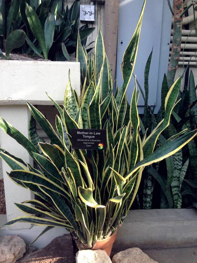Victor Grigas                                The mother-in-laws tongue (one of many Sansevierias) is tough to kill and can go for a month without water. The leaves are typically tall and stiff, earning it the other nickname snake plant.
