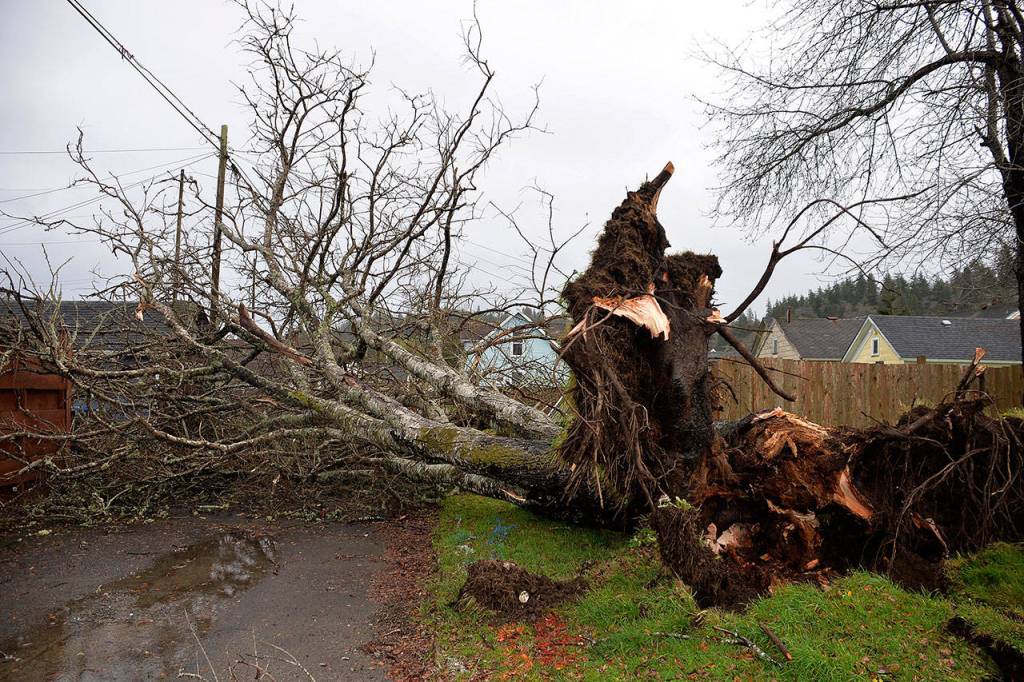 (Louis Krauss | Grays Harbor News Group) A tree collapsed in an alleyway along North B Street Thursday morning. One homeowner said it barely missed his van.
