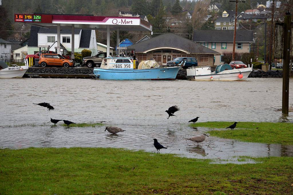 (Louis Krauss | Grays Harbor News Group) The birds seemed to have no issue with the flooding along the Wishkah River Thursday morning.