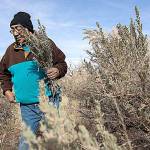 Jonah Yellowman, a 66-year-old Navajo spiritual leader, gathers sage on Cedar Mesa not far from the base of the Bears Ears buttes in southeastern Utah. He uses the plant in weekly ceremonies. (Brian van der Brug/Los Angeles Times)