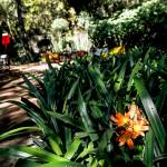 Lush greenery at the Audiorama in Mexico City.