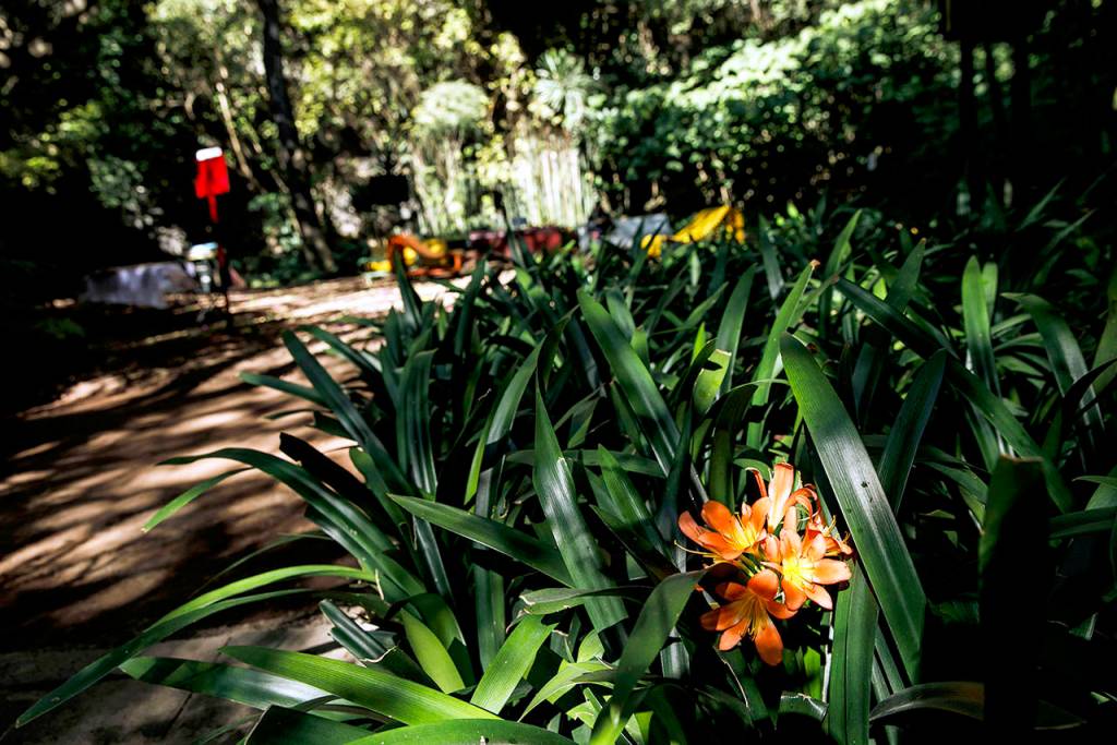 Lush greenery at the Audiorama in Mexico City.