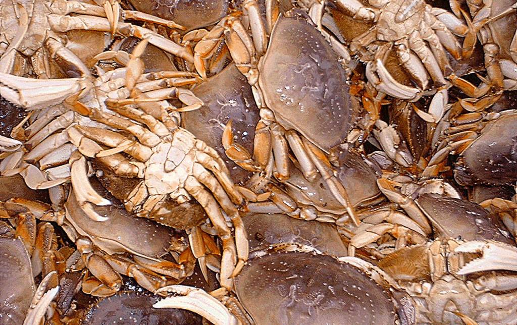 PHOTO COURTESY OF THE DEPARTMENT OF FISH AND WILDLIFE                                The Westport Marina ranked 11th in the nation for seafood landings in 2017.