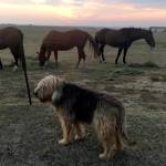 Lovable otterhound is an extremely rare breed