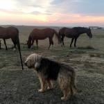 (Courtesy Wayne Plucheck) Otterhound Willie Mae lives on Wayne Pluchecks ranch in Bennett, Colorado.