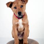 Adoptable Pet: Philip