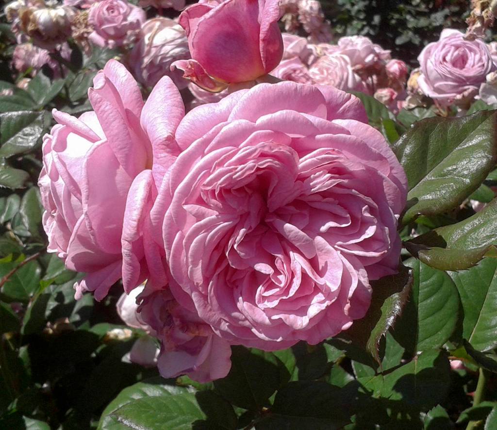 The City of Roses: Portland’s International Rose Test Garden