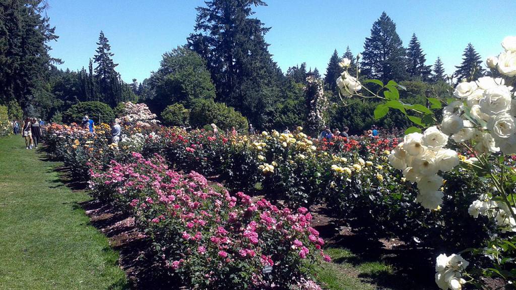 The City of Roses: Portland’s International Rose Test Garden
