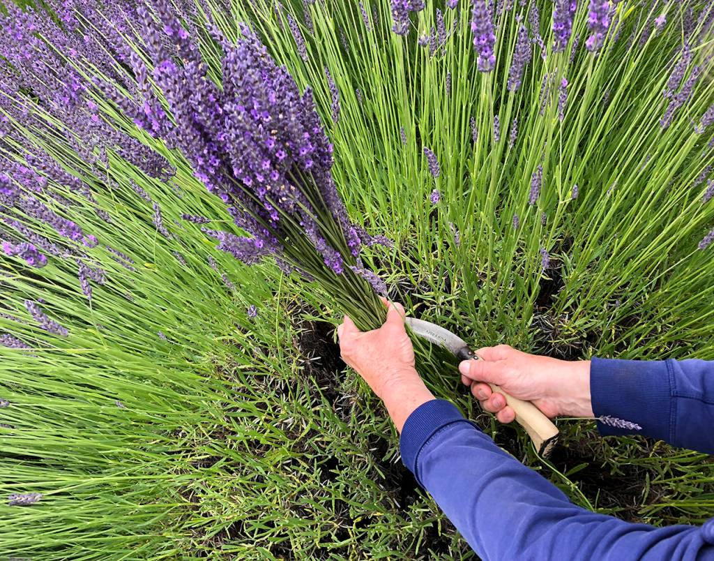 Patricia Jollimore | For Grays Harbor News Group                                Dale Dineen cuts a sheaf of lavender stalks from one of her Grosso bushes.