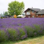 Healing property: Lavender farm is therapeutic for its owner