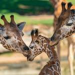 A young male giraffe calf interacts with some of his herd mates at the San Diego Zoo Safari Park. The calf, named Kumi, was born Aug. 6, 2018. Kumi was euthanized after being disovered with a gore wound. (Ken Bohn/San Diego Zoo Global)
