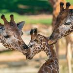 San Diego Safari Park’s baby giraffe Kumi euthanized after being gored